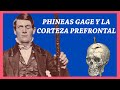 3. Phineas Gage y La Corteza Prefrontal