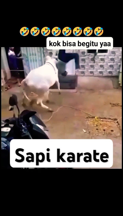 sapi lagi karate #lucu #kontenlucu