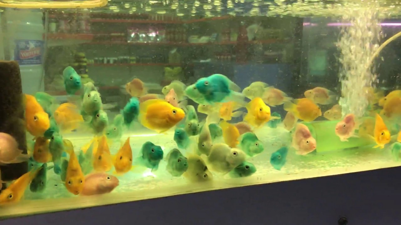 kolathur aquarium