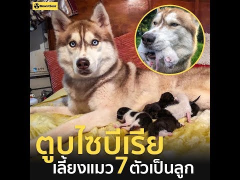ตูบไซบีเรีย เลี้ยงแมว 7 ตัวเป็นลูก