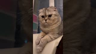 #утреннее #позитивноемышление #мышлениеуспеха #позитив #cute #cat #красиваякошка #кот #рекомендации