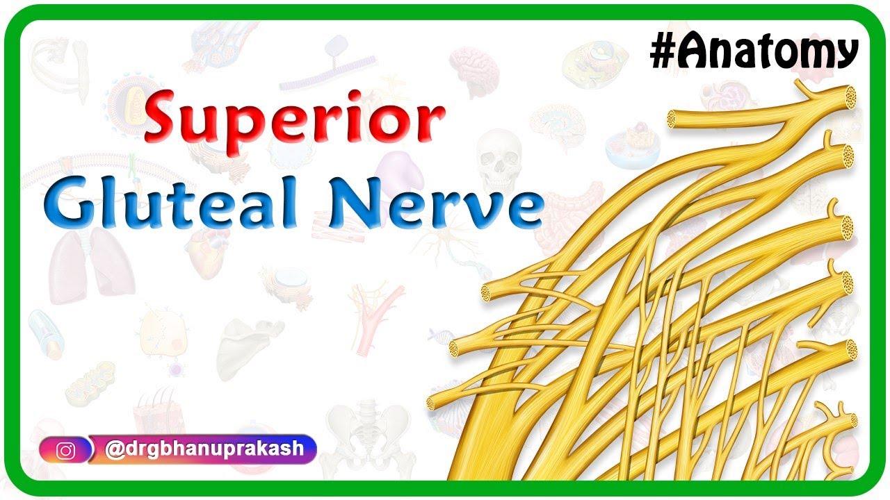 Superior Gluteal Nerve Injury