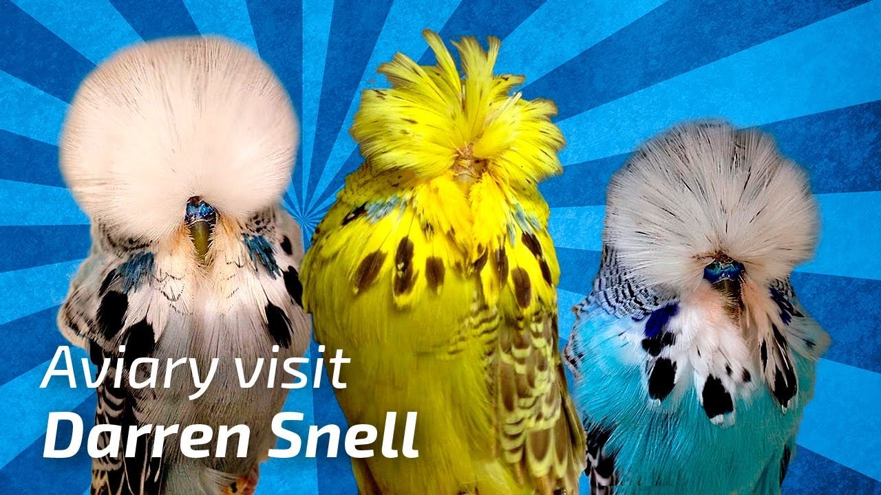 Darren Snell United Kingdom 17 Budgie Planet Exhibition Budgies Periquito Ingles Youtube