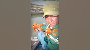 🐟#shorts. đi câu cá rãnh sông Tiền.@Vuvlogs66