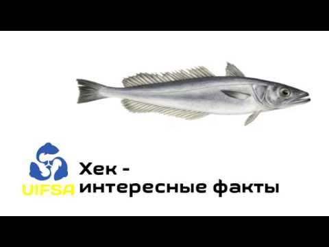 Видео: Хек (30 зураг): энэ юу вэ? Түгжээ, түгжээ, модон түгжээ, эргэдэг, хавар болон бусад