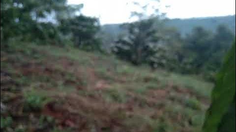 bẫy gà rừng được bội đẹp quá,cuab qaib qus zoo nkauj heev