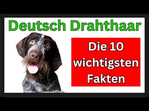 Deutsch Drahthaar 🐶