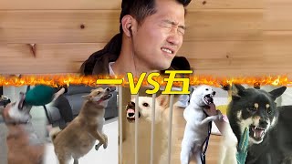 【合集】訓犬師單挑柴犬大魔王合集一口氣看個夠內有補充訓練部分