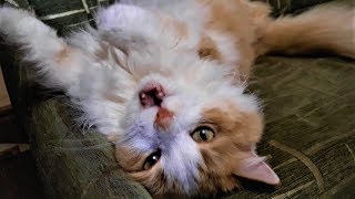 Как очистить ковер от шерсти легко и быстро. How to remove wool from a carpet quickly and easily Как очистить ковер от шерсти легко и быстро. How to remove wool from a carpet quickly and easily