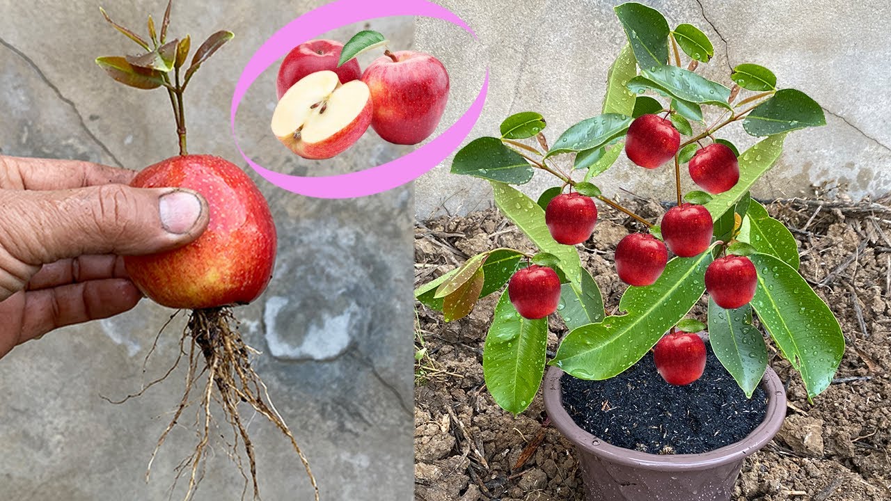 How to grow apples — the organic way – Grow Great Fruit