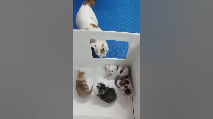 Watch the video about Novice cat mother 🐱🤣🤣#cat #funny #funnyvideos #kitty #foryou #cats #haha #funnyanimals #cute