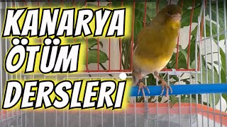 İspanyol Ti̇mbrado Kanarya Mükemmel Eği̇ti̇m Ötümükiziştirma