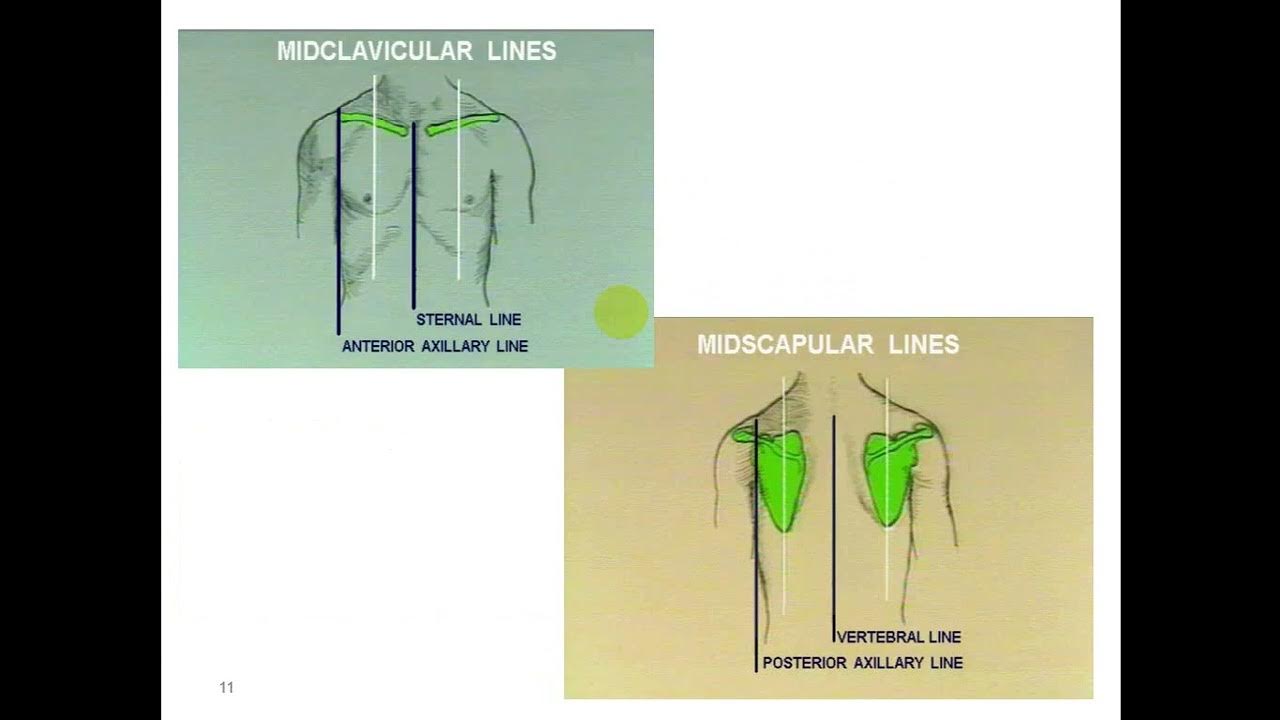 Lect 9 Chest percussion YouTube