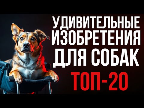 ИНТЕРЕСНЫЕ ИЗОБРЕТЕНИЯ ДЛЯ СОБАК: безопасность, здоровье, комфорт #собаки #гаджеты #изобретения