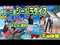 【みとしー】穴場発見!!!伊豆&bull;三津シーパラダイス❤️弾丸楽しみプラン✨️6歳/5歳/3歳