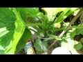 TRG 2012: How to Use Sevin Dust to Control Squash Bugs