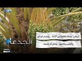 برهان يمتلك قطعة من الجنة ويصدر الموالح والعنب والمانجو وبحيراته مذهله برهان يمتلك قطعة من الجنة ويصدر الموالح والعنب والمانجو وبحيراته مذهله