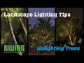 Landscape Lighting Tips - Uplighting Trees