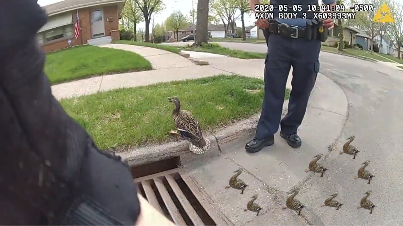 8마리의 아기오리를 구한 경찰 Cops Rescued 8 Ducklings from Storm Drain - YouTube