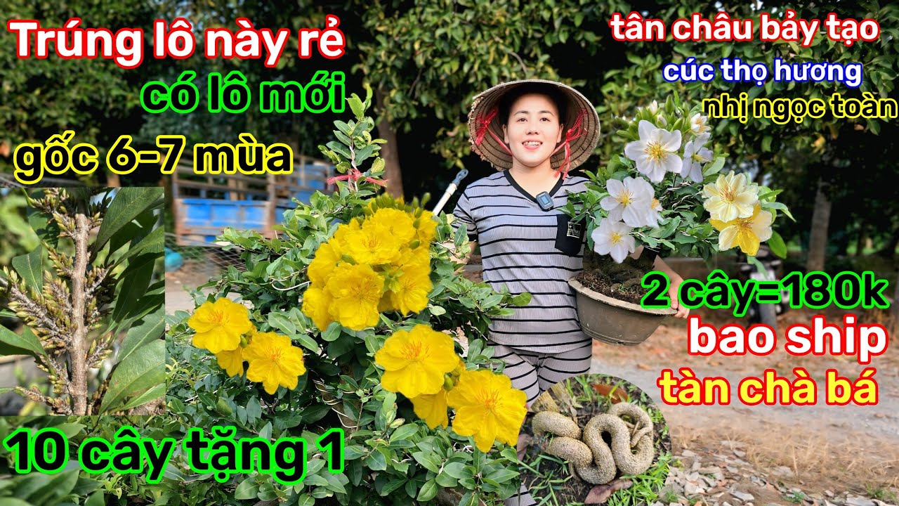 🌲19/1☎️vườn mai Chị Ngọc☎️mai ghép chơi tết 🌲trúng ổ mai rẻ🌲lô này giá mềm🌲nụ đặc kẹo 