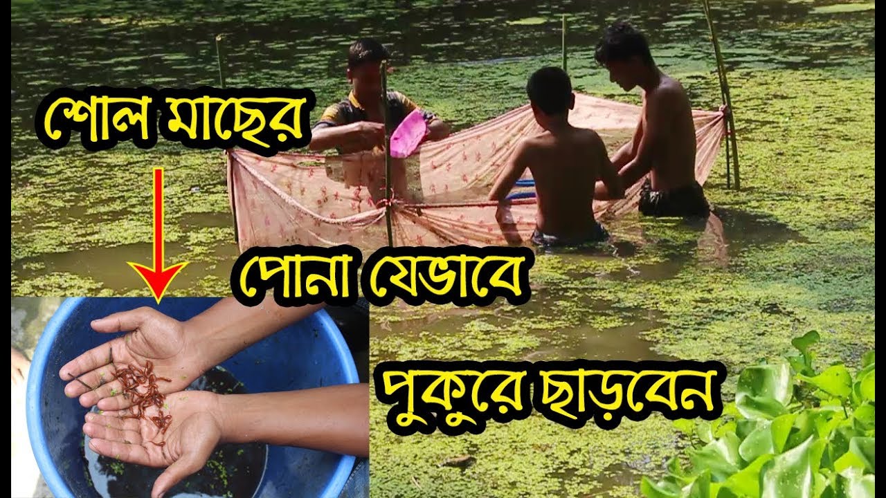 Shol Macher Bacca Kivabe Pukure Carben - Baby Snakehead Fish - YouTube