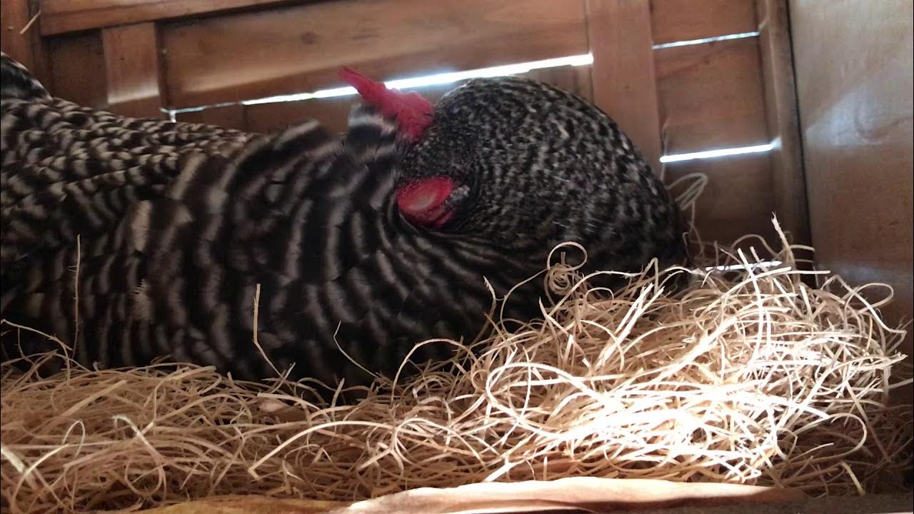 Chicken Sleeping In The Nesting Box YouTube