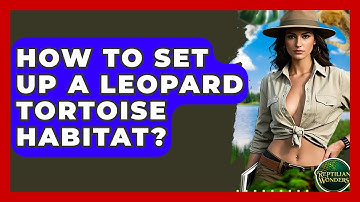 How To Set Up A Leopard Tortoise Habitat? - Reptilian Wonders