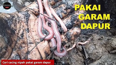 Cari cacing nipah umpun-umpun pakai GARAM dapur ! #pumpun nipah