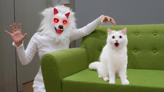 Cats Vs Fox
