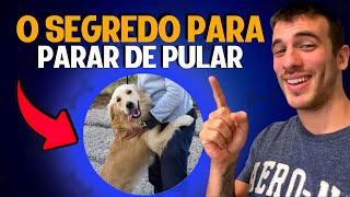 Como Fazer o Seu Cachorro Parar de Pular (TREINO NA PRÁTICA)