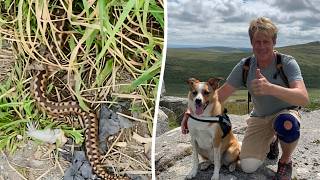Man hospitalised by adder hiding under sofa at home | SWNS