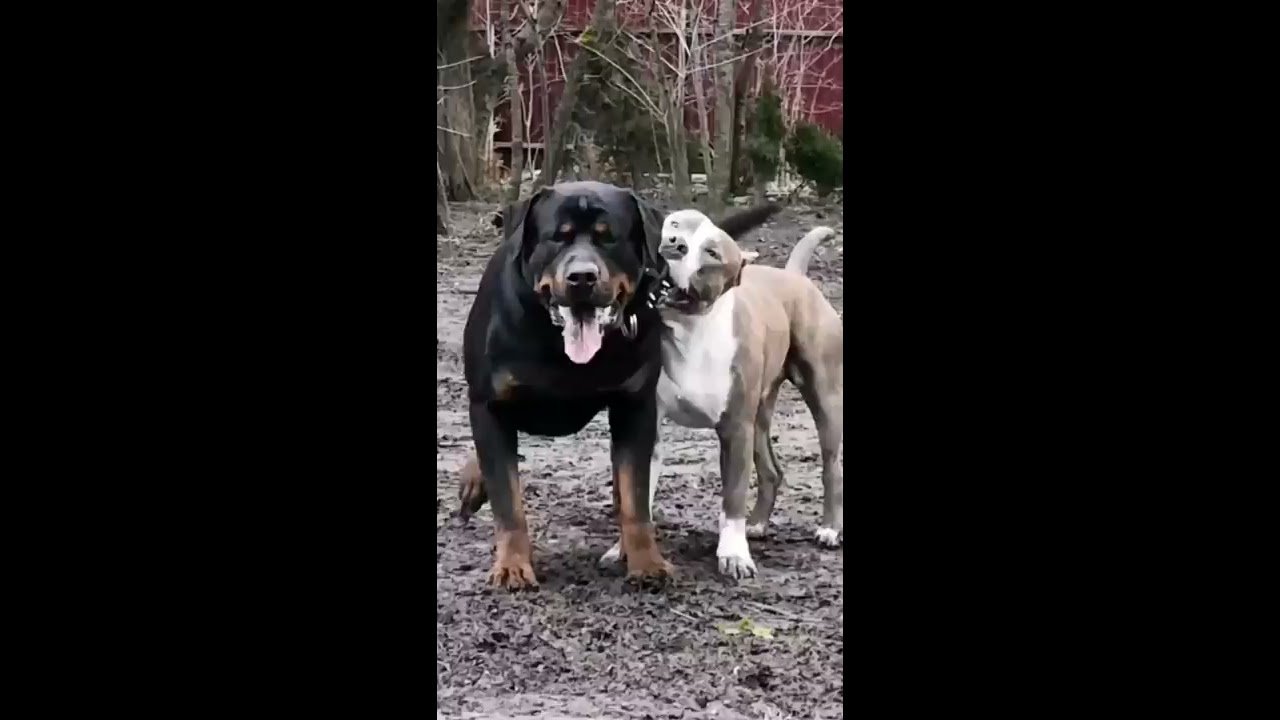 Pitbull Vs Rottweiler Real Fight Shorts Dangerous Viral