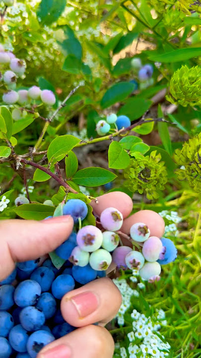 Download lagu Blueberry harvest🫐#gardenharvest #harvest #harvesting #blueberry #blueberrymuffins