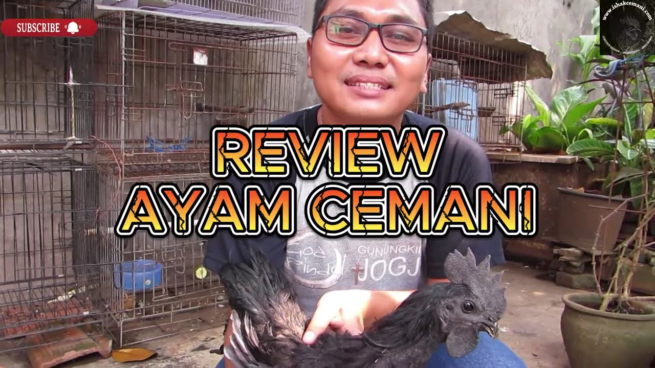 Ciri ciri Ayam Cemani !!! Lu semua harus tau cuy !!! #ayamcemani #ayamhias #hewan #ternak #vlog