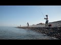 Pêche au maquereau à Cayeux sur Mer : Quand le poisson vient à la côte