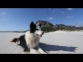 The Border Collie that changed the world.