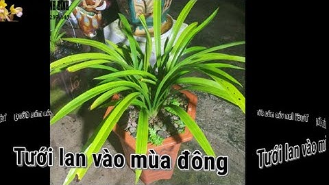 Tưới nước cho lan vào mùa đông