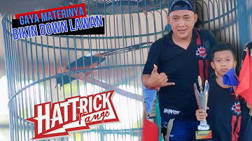 Gaya dan materinya bikin down lawan🔥Murai batu TANGO sabet HATTRICK 1,1,1 | Mr.Awit GG SF