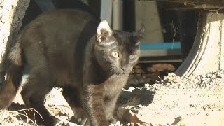 Rare Black Lynx Kitten by lynxhybrid 880 views 6 years ago 2 minutes, 44 seconds