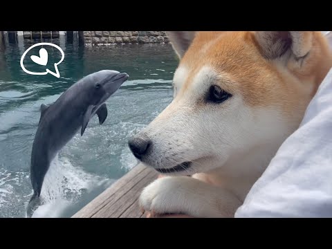 初めてイルカを見た柴犬　Shiba Inu saw a dolphin for the first time