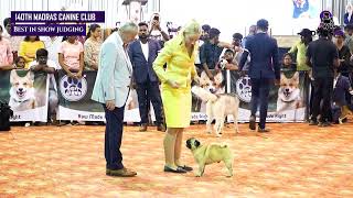 140th Madras Canine Club Best In show.