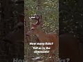 Whitetail buck says YUM! [Can you count how many licks]