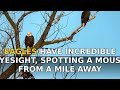 Eagles have incredible eyesight, spotting a mouse from a mile away