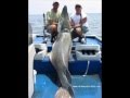 Worlds largest fish fishing