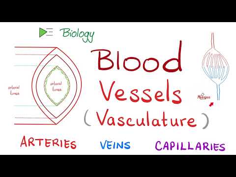 Video: Kodėl eferentinė arteriolė nėra venulė?