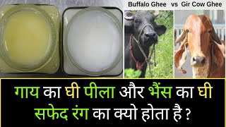 गाय का घी पीला और भैस का घी सफेद रंग का क्यो होता है || cow ghee vs Buffalo ghee || cow ghee