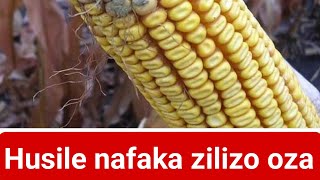 HUSILE NAFAKA ZILIZO OZA