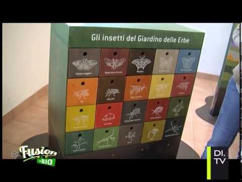 Video: Insetti che mangiano il levistico: impara a riconoscere i sintomi dei parassiti delle piante di levistico