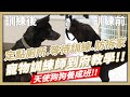 狗狗吃飯其實不用碗？｜用不要的衣服就能讓狗狗學會定點上廁所？｜狗狗拆家好痛苦，原來要這樣教！｜要上課的其實不是狗狗而是飼主？｜專業寵物訓練師到府教學 ｜ft.訓練師大廷【人生好男】