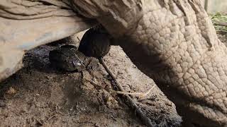 Giant tortoise pooping 💩 ♥️